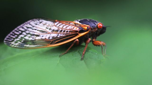 Nature's Symphony The Cicada Apocalypse Descends Upon Texas in 2024 (1)