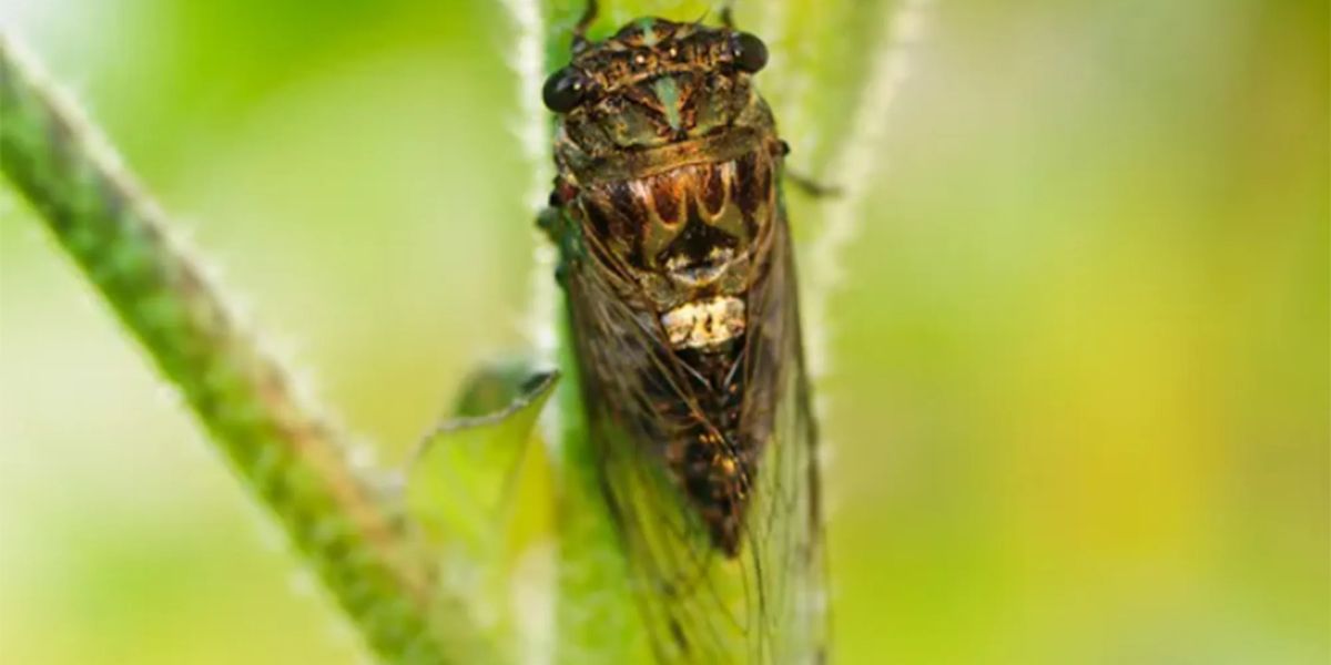 Nature's Symphony The Cicada Apocalypse Descends Upon Texas in 2024
