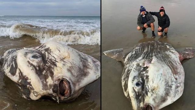 California Beachgoers Stunned by Appearance of Enormous Sea Creature After Storm (1)