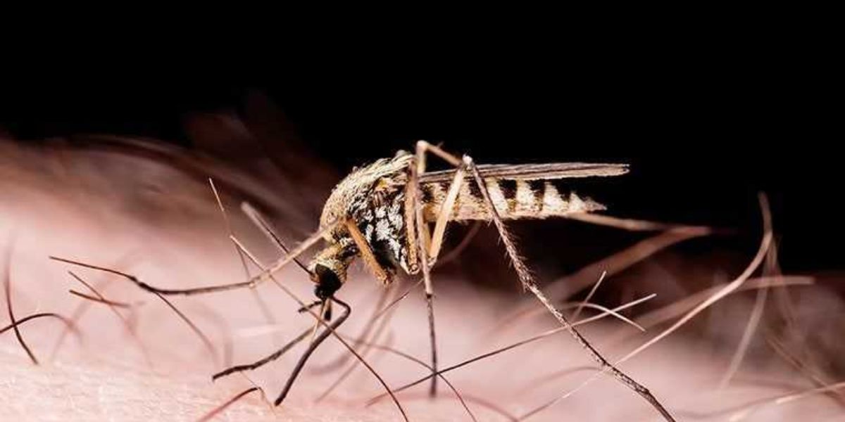 Deadly Mosquito Season Hits Kentucky, You Should Take Precautions Now