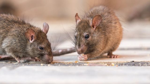 Florida Has Two Of The 'Top Rat Infested Cities' In The USA (1)