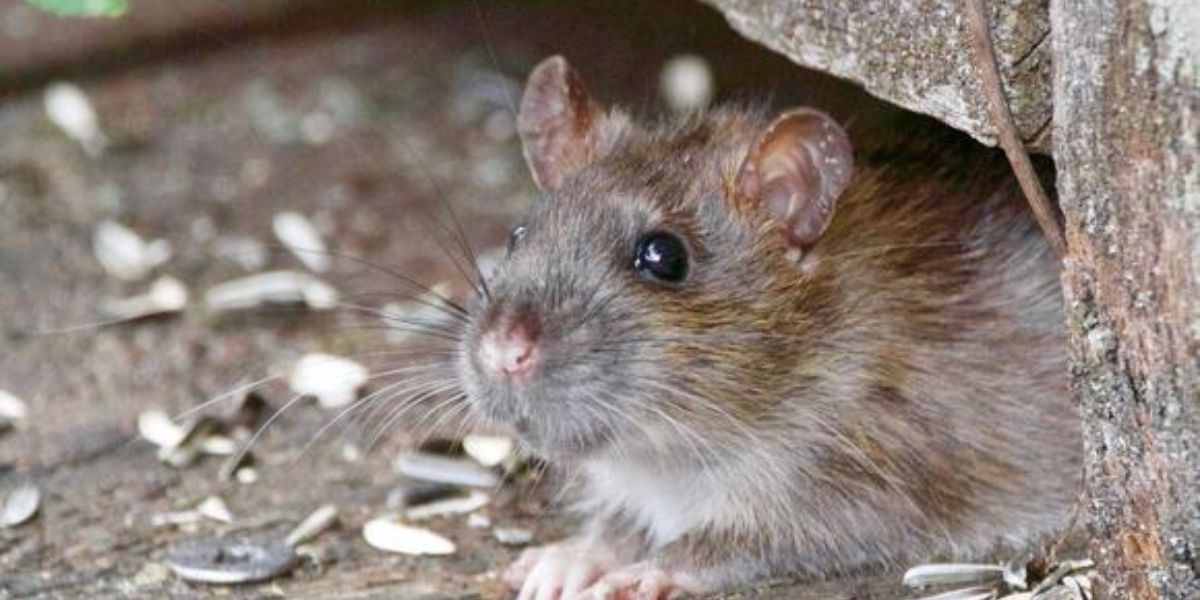 Florida Has Two Of The 'Top Rat Infested Cities' In The USA