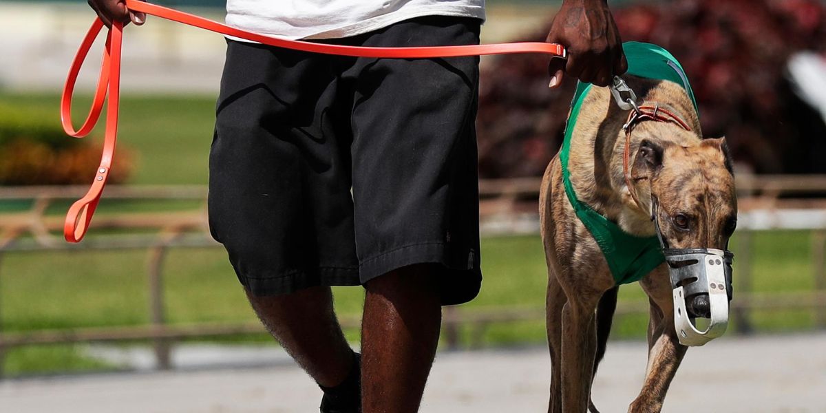 Florida Introduces Pam Rock Act to Address Dangerous Dog Threats