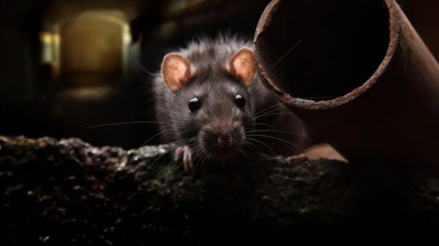 Georgia Has Two Of The 'Top Rat Infested Cities' In The USA (1)