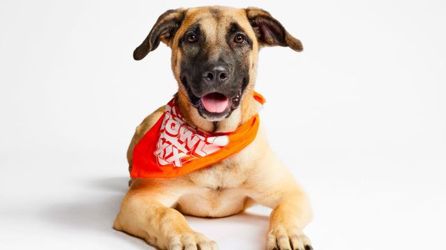 Get Ready to Root for These 9 NJ, PA Puppies in Puppy Bowl XX (1)