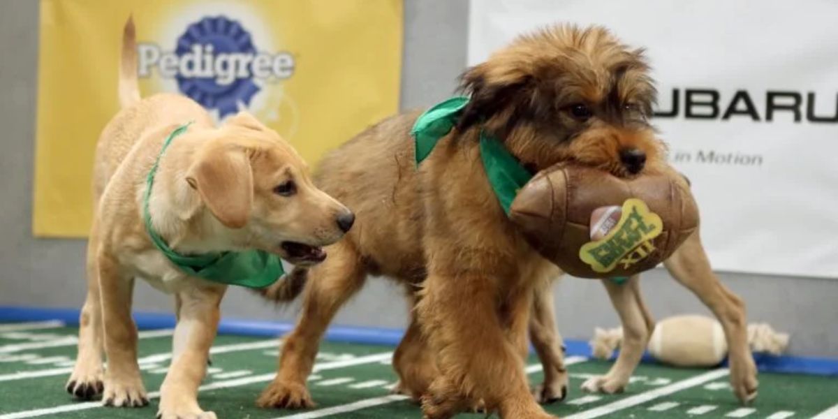 Get Ready to Root for These 9 NJ, PA Puppies in Puppy Bowl XX