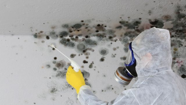 Health Hazards Lurking Solving the Mystery of Mold with Testing in Offices (1)