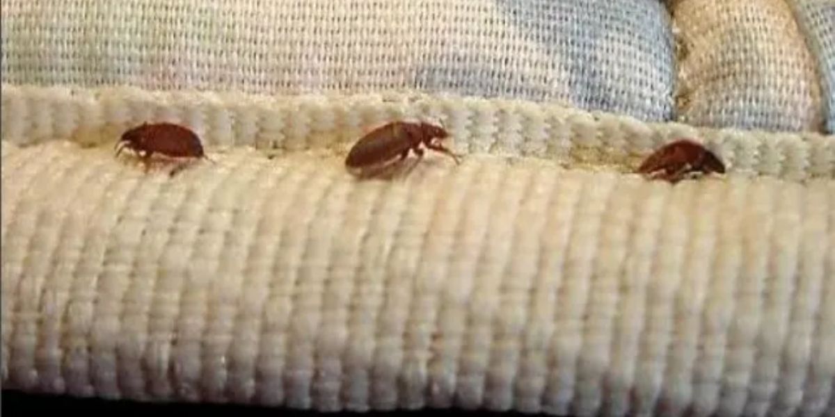 Infestation Alert Top Three North Carolina Cities Facing Bed Bug Crisis