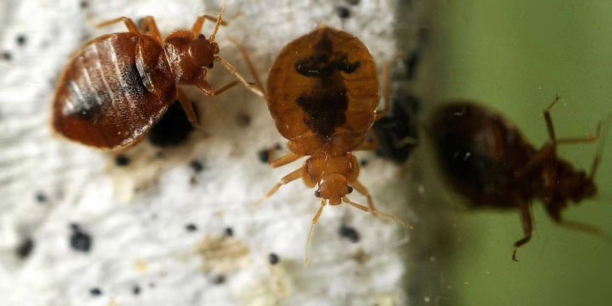 Infestation Nation Georgia Cities Ranked Highest for Bed Bug Presence