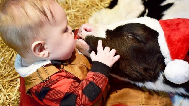 Kisses and Cuddles Get Ready for The Dairy Alliance’s Adorable Calf Contest (1)