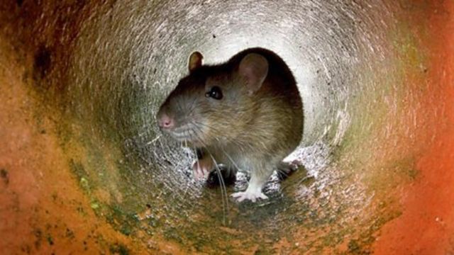 Rat Troubles Hit Close to Home Two Texas Cities Rank Among the Nation's Top Rodent Havens (1)