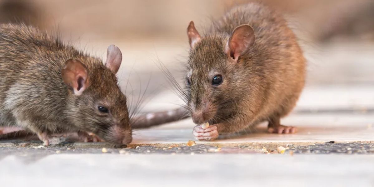 Rat Troubles Hit Close to Home Two Texas Cities Rank Among the Nation's Top Rodent Havens