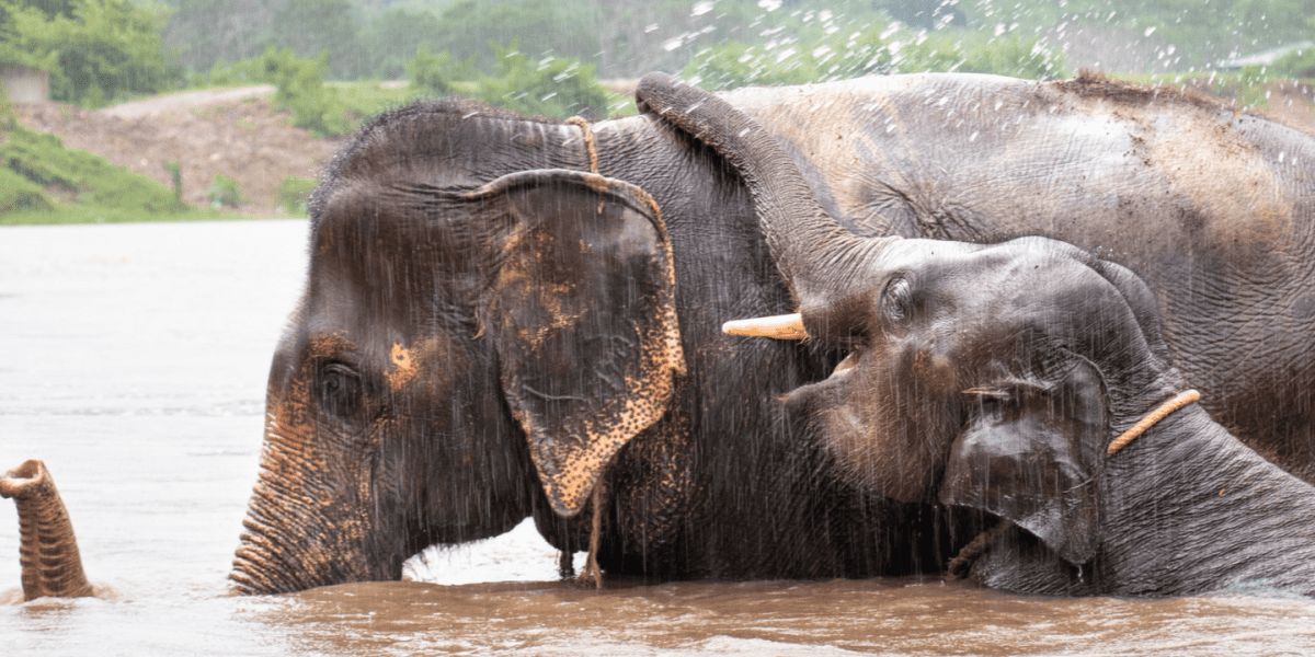 San Diego's Rainy Delight Elephant's Adorable Rainstorm Revelry