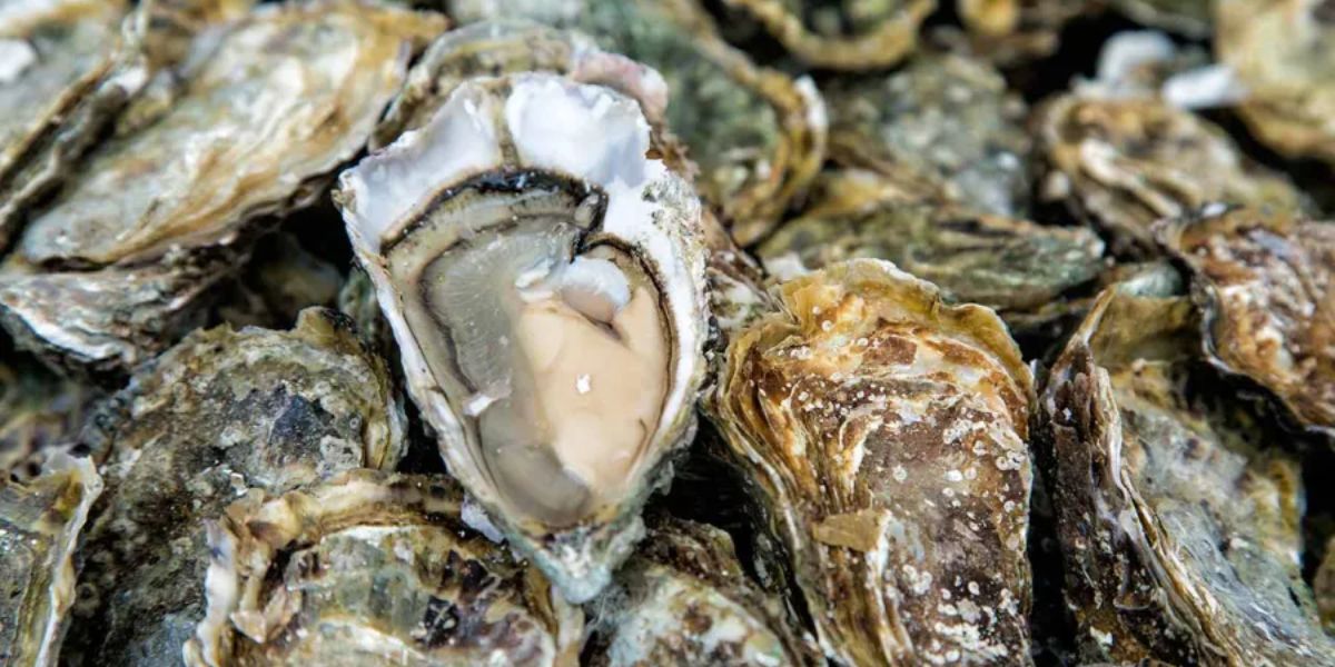 Savoring the Season The Safety and Superior Taste of Winter Oysters, See Here!