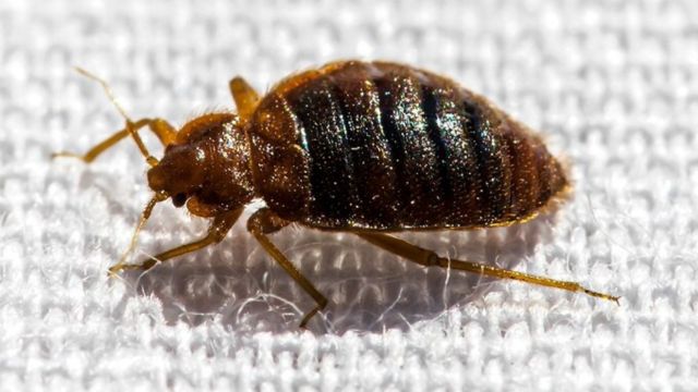 Texas Cities Top List of Most Bed Bug Infested Cities in the U.S. (1)