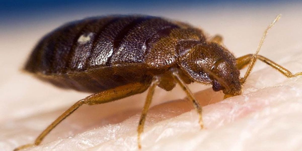 Texas Cities Top List of Most Bed Bug Infested Cities in the U.S.