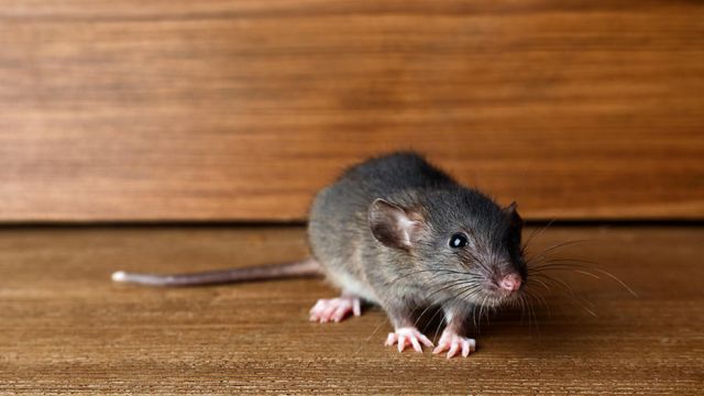 Texas Has Two Of The 'Top Rat-Infested Cities' In The USA (1)