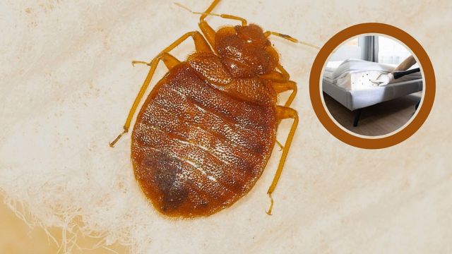 These Alabama Cities Named the Most Bed Bug Infested Cities in the U.S. (1)