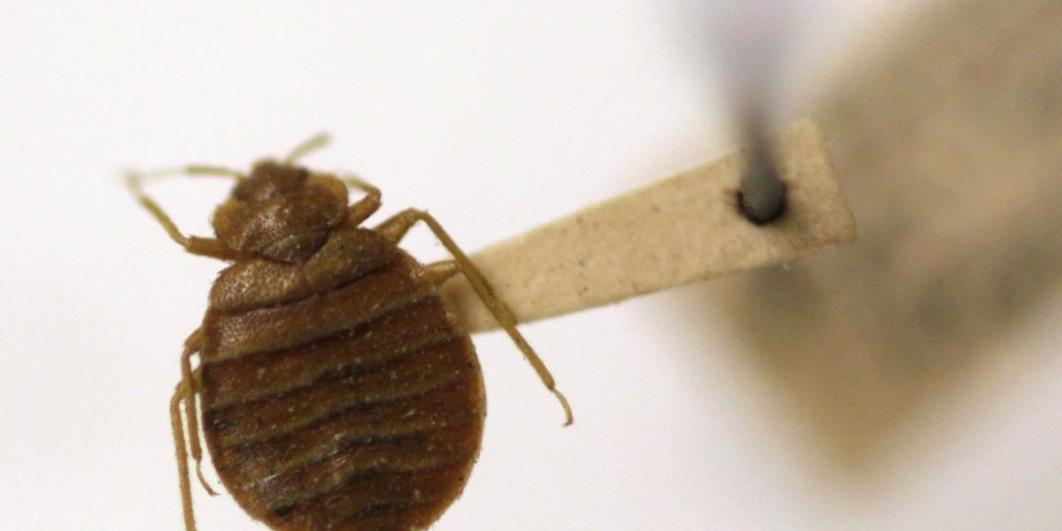 These Alabama Cities Named the Most Bed Bug Infested Cities in the U.S.
