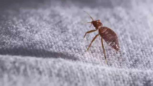 These North Carolina Cities Named the Most Bed Bug Infested Cities in the U.S. (1)