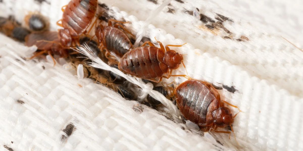These North Carolina Cities Named the Most Bed Bug Infested Cities in the U.S.