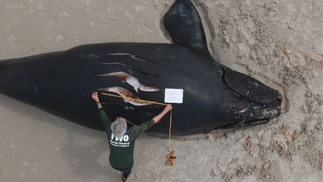 Tragic Loss North Atlantic Right Whale Fatally Struck by Boat off Florida Coast (1)