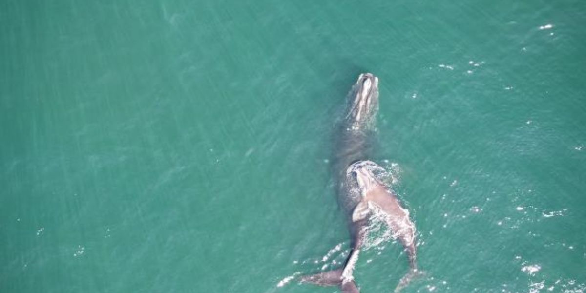 Tragic Loss North Atlantic Right Whale Fatally Struck by Boat off Florida Coast