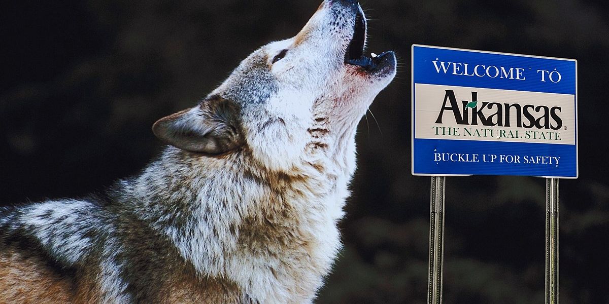 Understanding Wolf Dog Ownership Laws in Arkansas Legal or Illegal