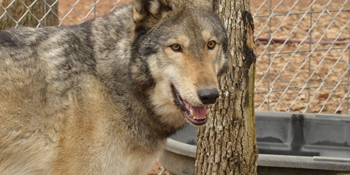 Wolf Dog Ownership in Texas: What You Need to Know About the Law