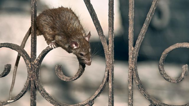 Columbus Has Two Of The 'Top Rat Infested Cities' In The USA (1)