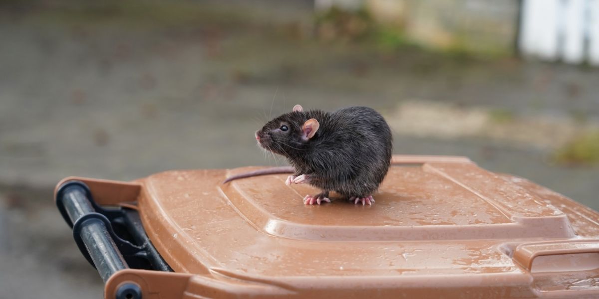 Columbus Has Two Of The 'Top Rat Infested Cities' In The USA