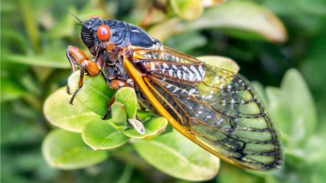 Ohio's Cicada Invasion Why Killing Isn't the Solution, Some Important Guidelines Are (1)
