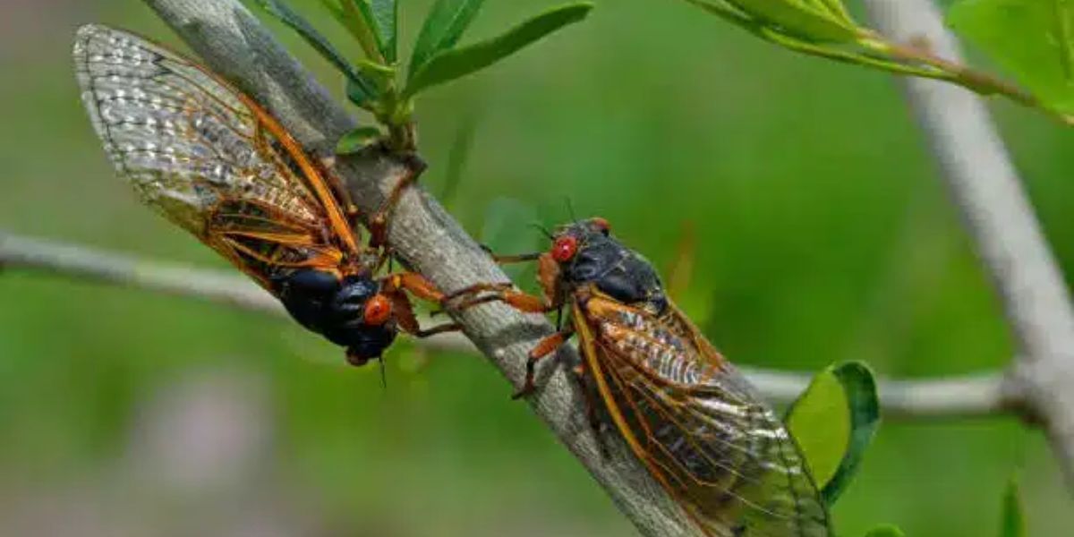 Ohio's Cicada Invasion Why Killing Isn't the Solution, Some Important Guidelines Are