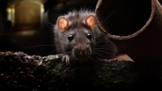 Pennsylvania's Pest Predicament Two Cities Among Top Rat Infested in the USA (1)
