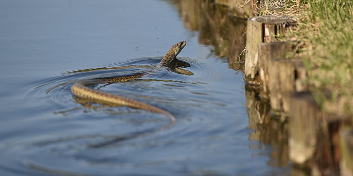 The 5 Most Snake-Infested Lakes in Ohio, You Should Aware About