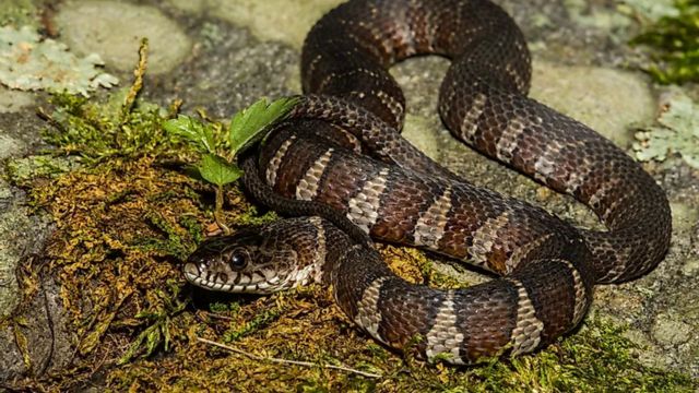 The 5 Most Snake-Infested Lakes in Ohio, You Should Aware About (1)
