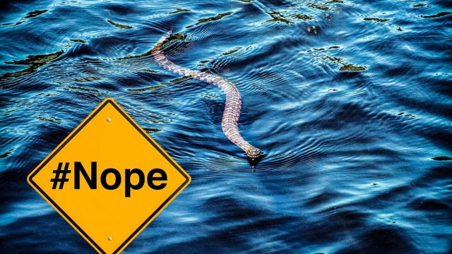 The 5 Most Snake-Infested Lakes in Ohio, You Should Aware About (2)