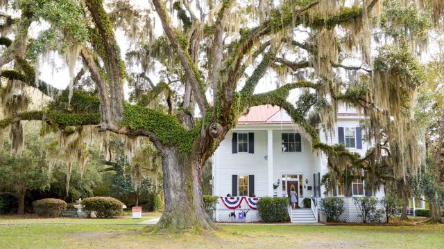 The Top 4 Oldest Kinds of Trees in South Carolina (2)