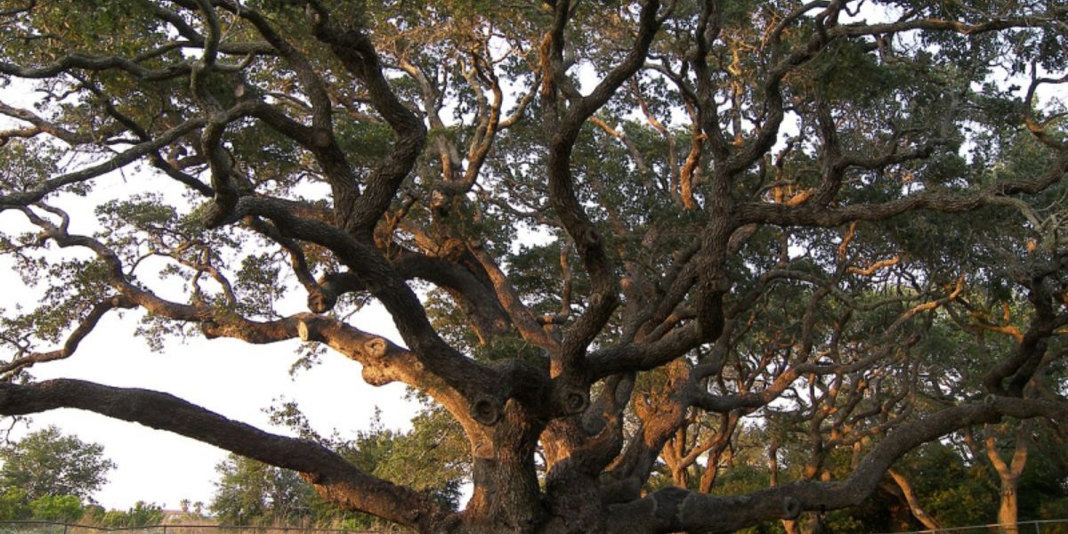 The Top 4 Oldest Kinds of Trees in South Carolina