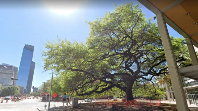 The Top 5 Oldest Trees In Houston (1)