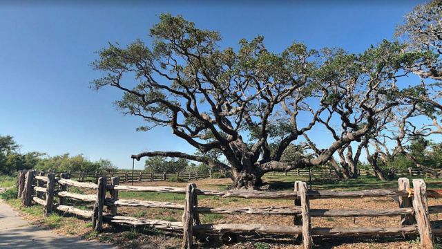 The Top 5 Oldest Trees In Houston (2)