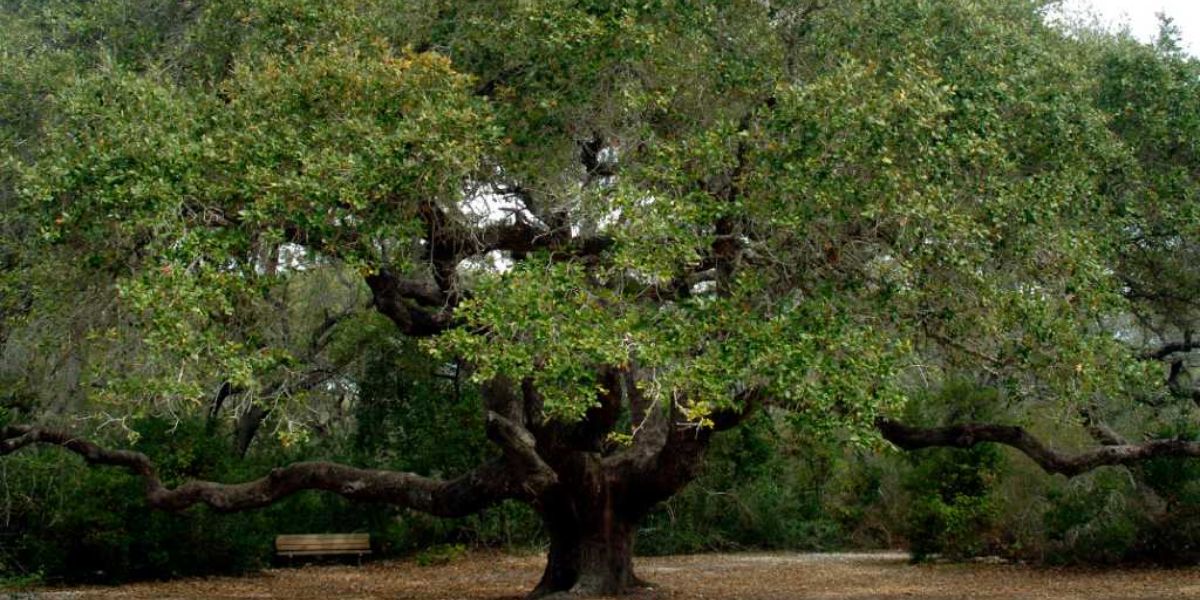 The Top 5 Oldest Trees In Houston