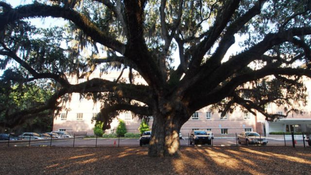 The Top 5 Oldest Trees in Savannah (1)