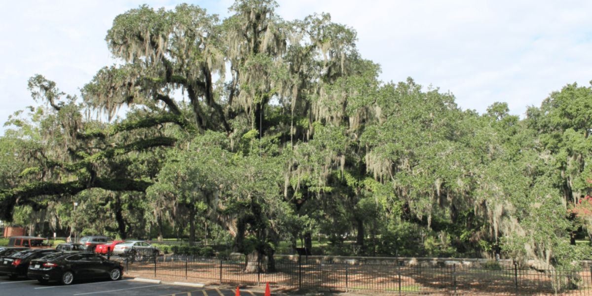 The Top 5 Oldest Trees in Savannah
