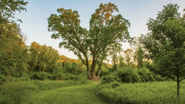 Top 5 Oldest Trees in Ohio (1)
