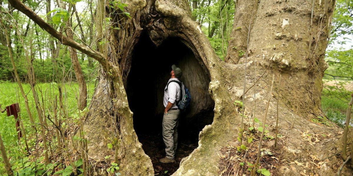 Top 5 Oldest Trees in Ohio