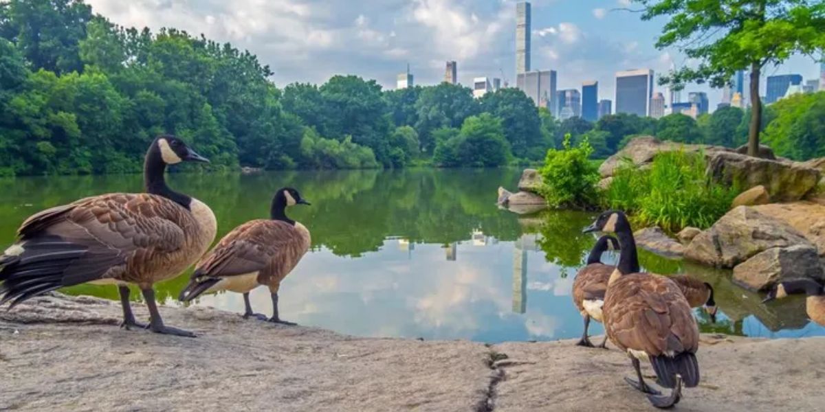 Citizen Scientists Identify Highly Pathogenic H5N1 Flu In New York City's Wild Bird Population