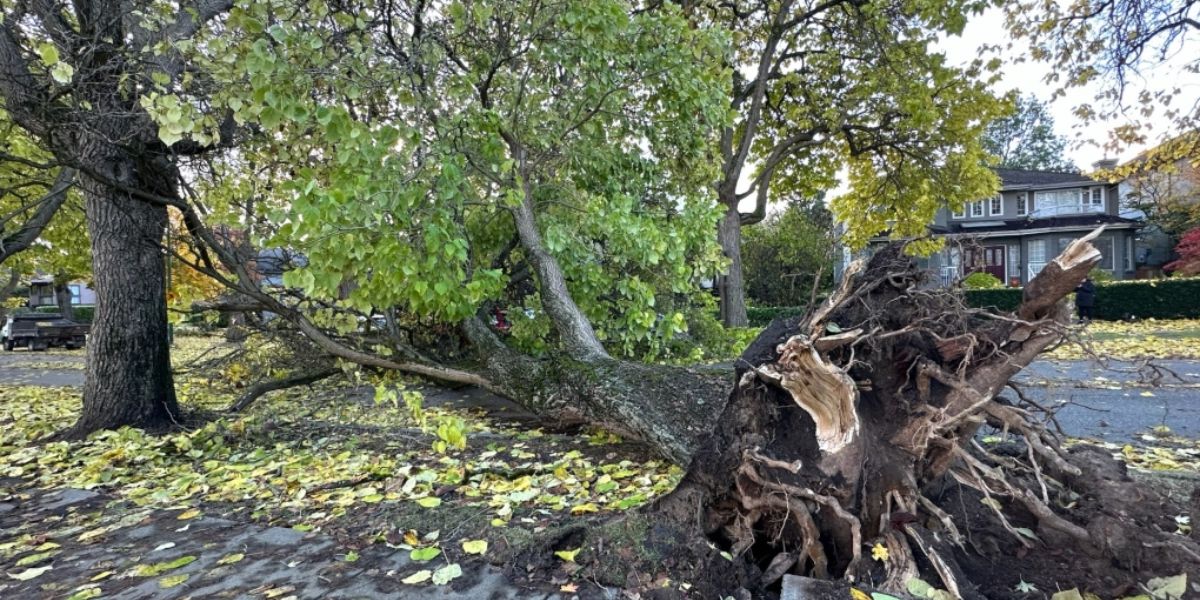 Sunday Storm Havoc Thousands Lose Power, Trees Downed Across Region